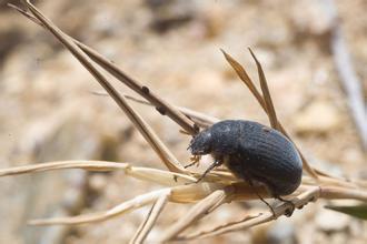  p>黑绒鳃金龟是中国苹果,桃,梨害虫中的一种,在生物学上划分在昆虫纲