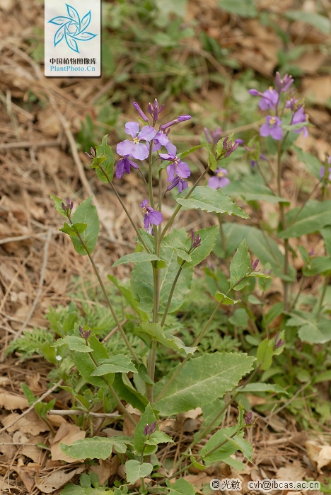  p>缺刻叶诸葛菜,十字花科, a target="_blank" href="/item/诸葛菜属