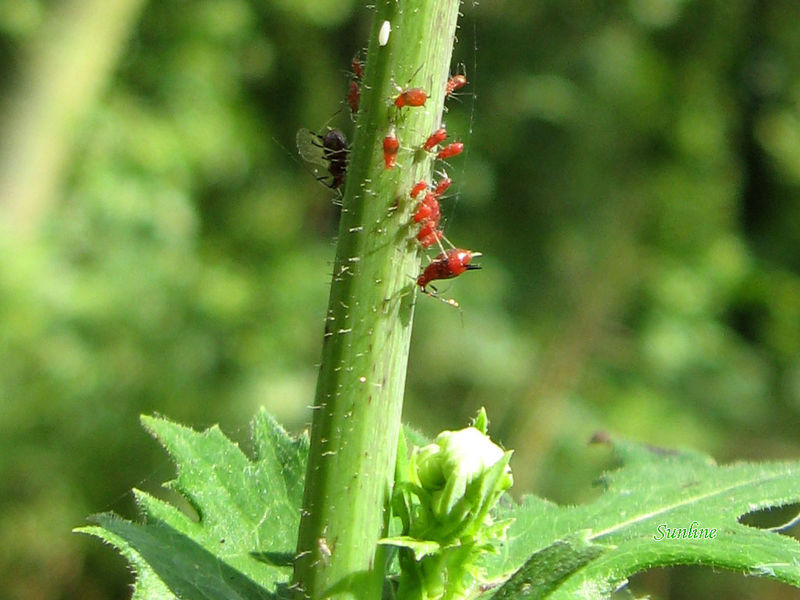  p>睡莲蚜虫, i>rhopalosiphum nymphaeas /i>(l.