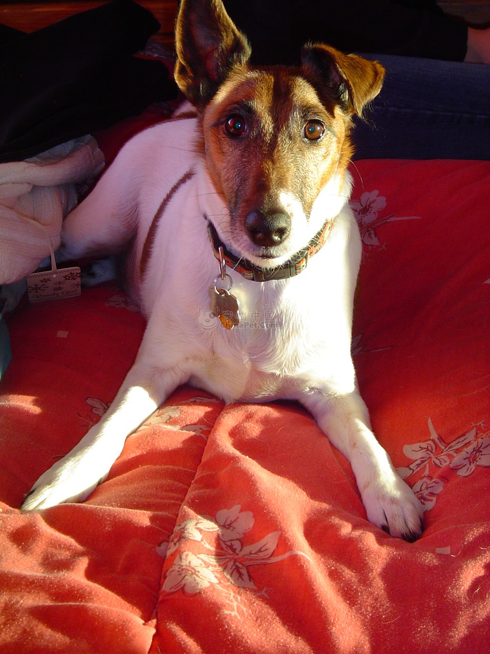  p>特利犬俗名梗犬,本属于 a target="_blank" href="/item/导盲犬