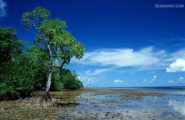  p>红树林(mangrove)是生长在热带,亚热带海岸潮间带,由红树植物为