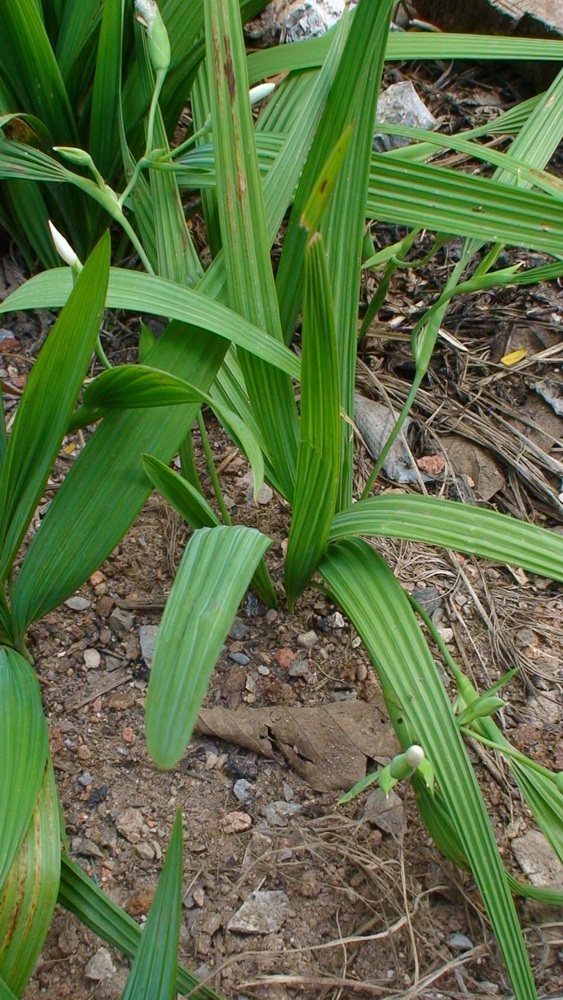  /i>)是鸢尾科,红葱属植物多年生 a target="_blank" href="/item