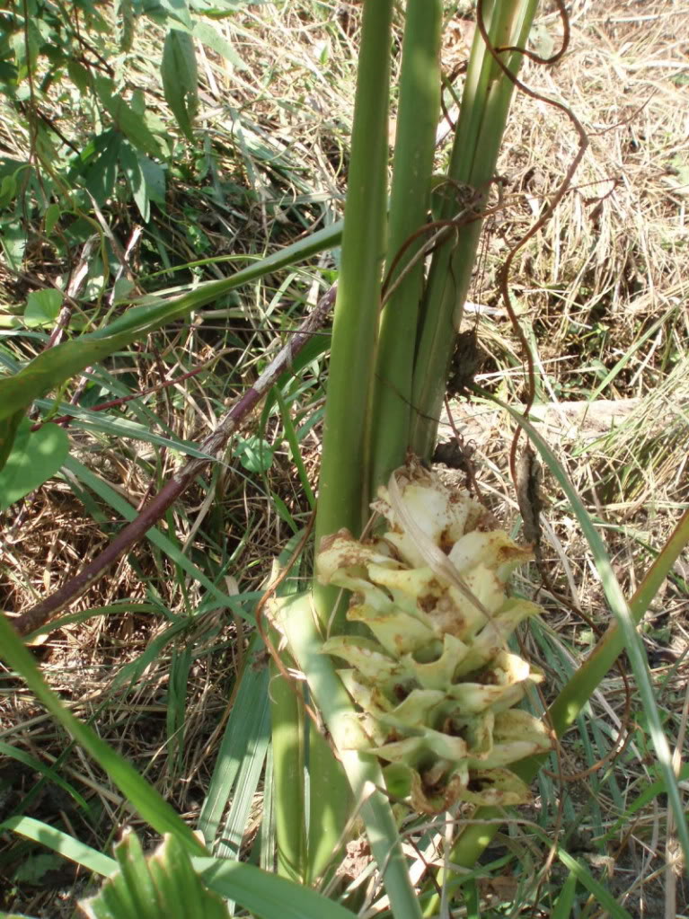 为姜科植物 a target="_blank" href="/item/温郁金curcuma rcenyujin