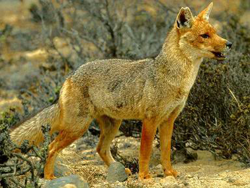  p>山狐(学名: i>lycalopex culpaeus /i>):体长44.5-92.5厘米,体重3.