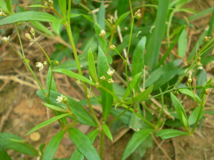  p>粟米草科(molluginaceae), a target="_blank" href="/item/双子叶