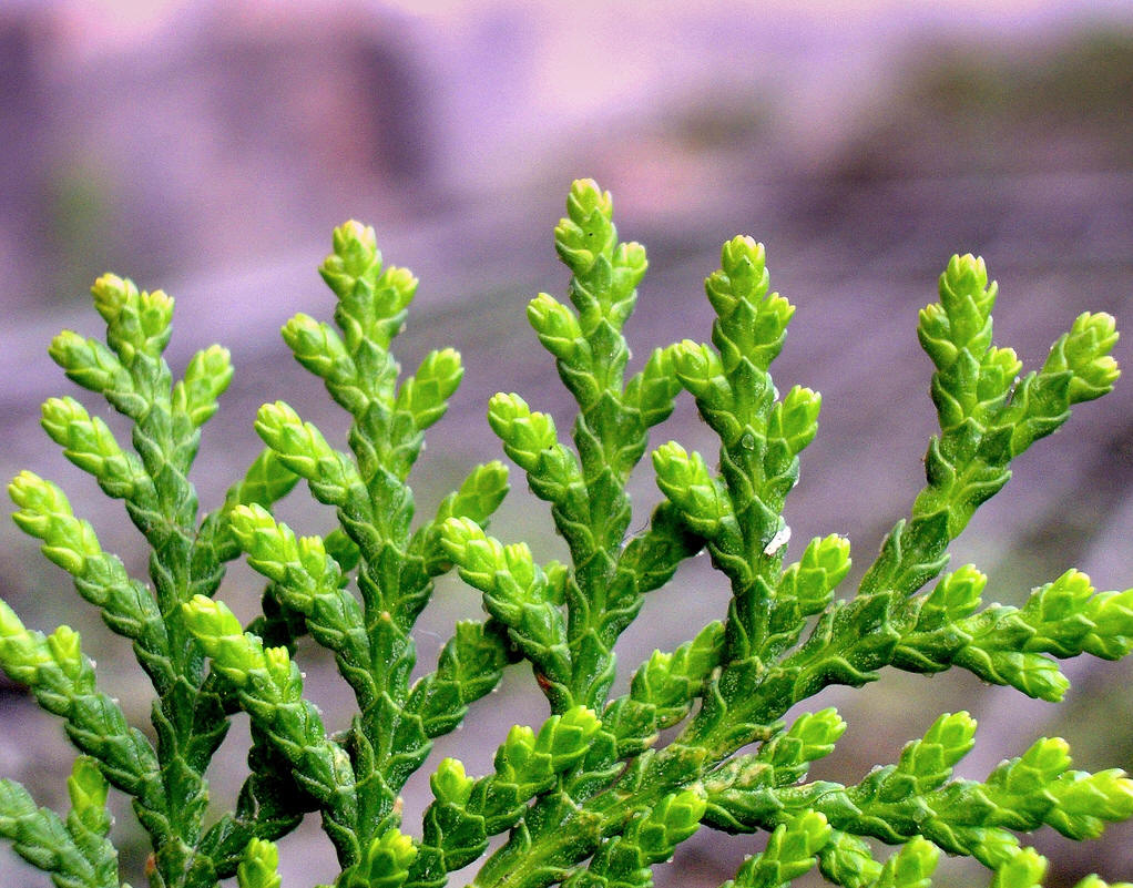  p>刺柏(学名: i>juniperus formosana /i> hayata)是柏科,刺柏属 a