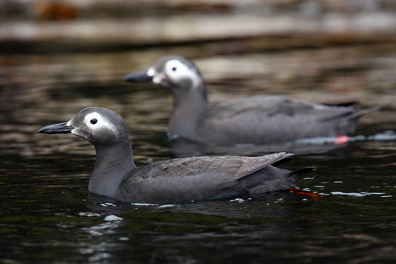  p>白眶海鸽 (cepphus carbo)属 a target="_bl