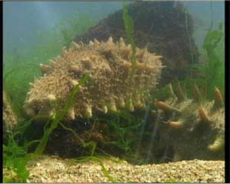  p>仿刺参(学名: i>apostichopus japonicus /i>):个体大,长20-40厘米