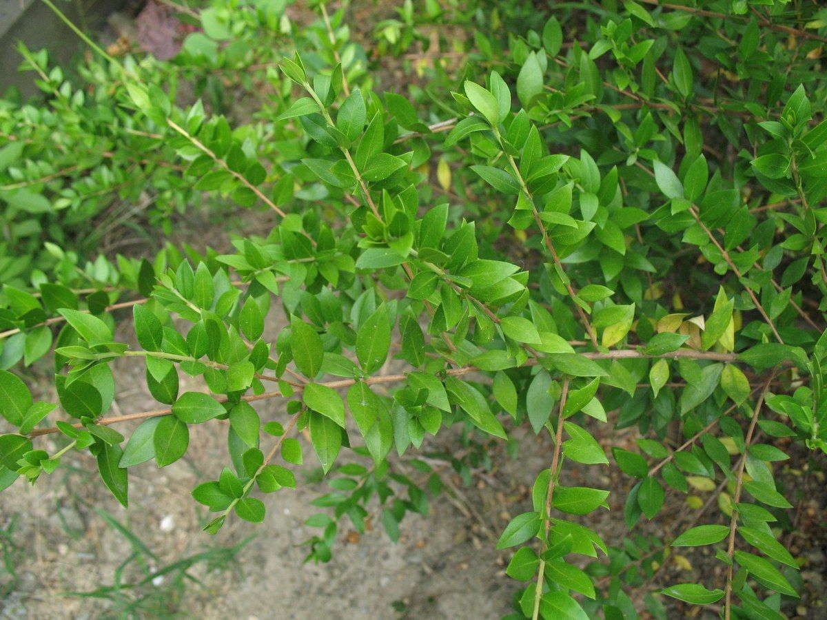  p>香桃木属(学名:myrtus linn), a href="#" data-lemmaid="8702298"