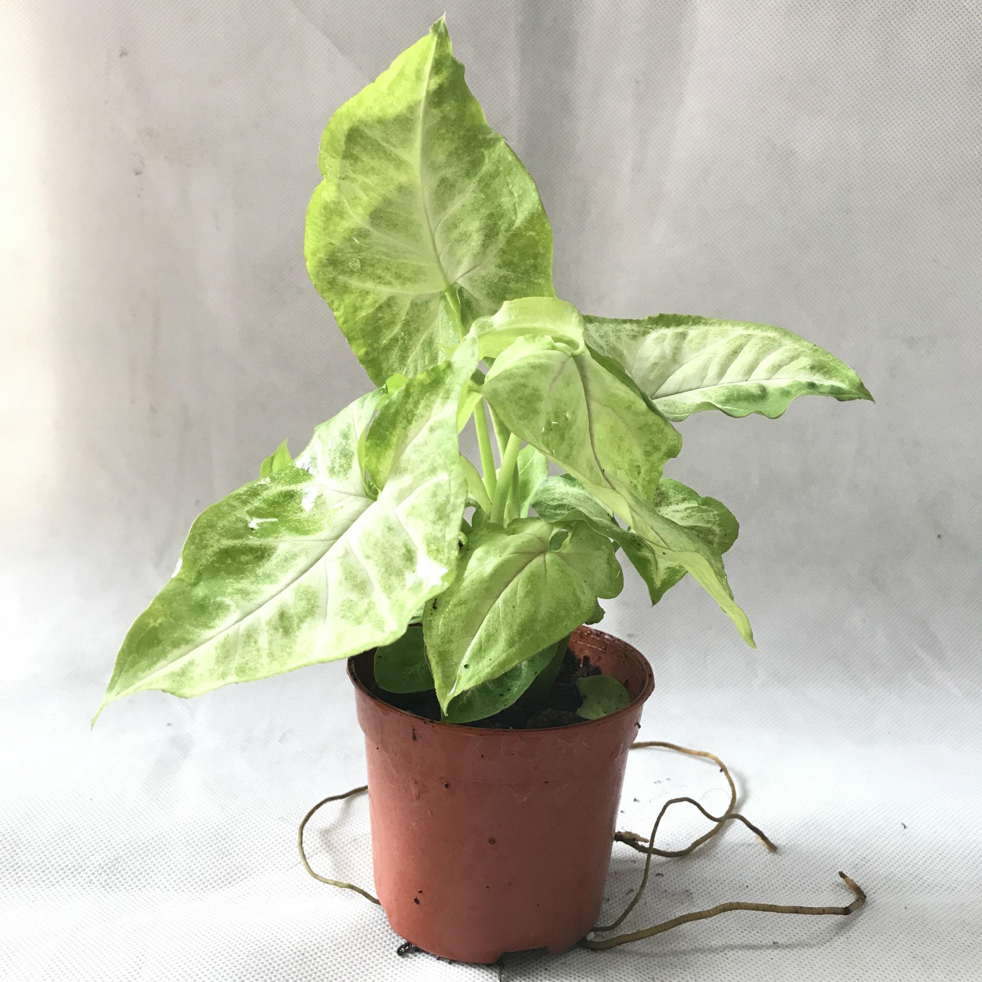  p>合果芋(学名: i>syngonium podophyllum  /i>schott)是天南星科,合