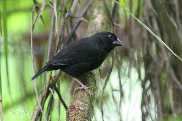  p>圣卢西亚黑雀属小型 a href="#" data-lemmaid="2173587">鸣禽 /a>