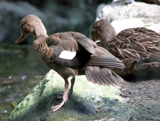 马达加斯加岛水鸭