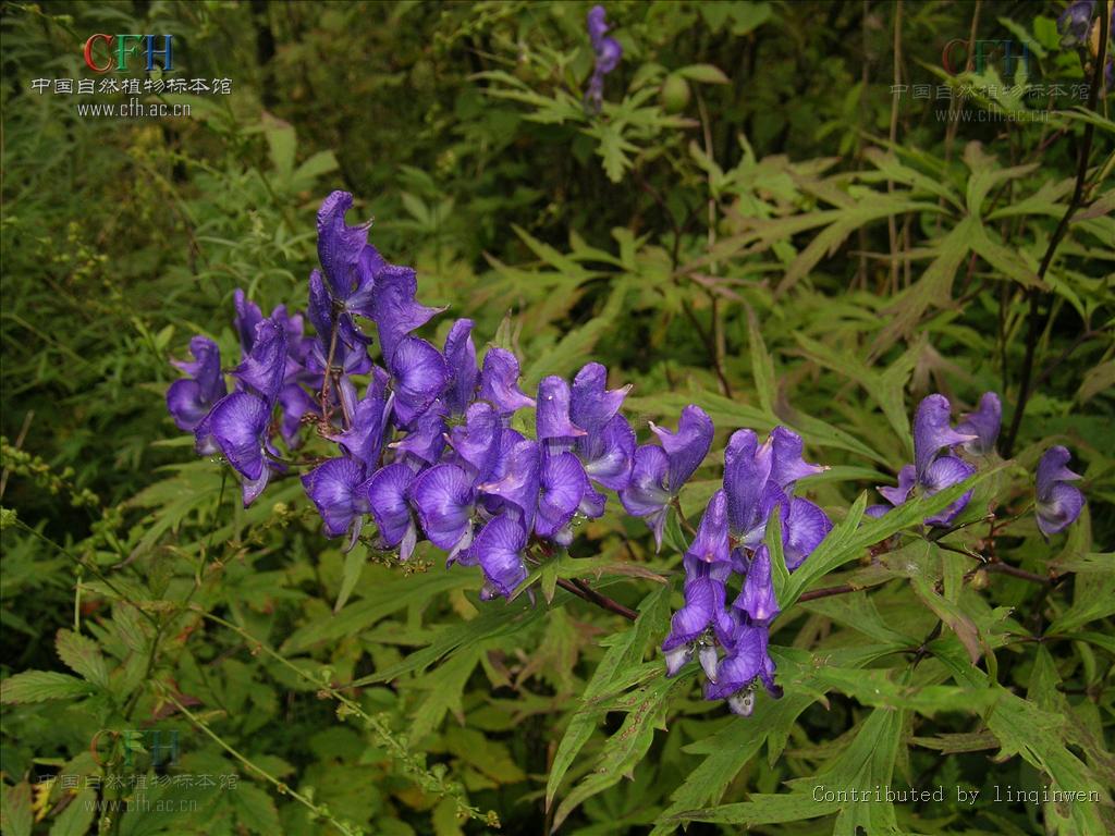 (东北,华北,蓝靰韇花,鸡头草,蓝附子,五毒根(东北,鸦头,小叶鸦儿芦