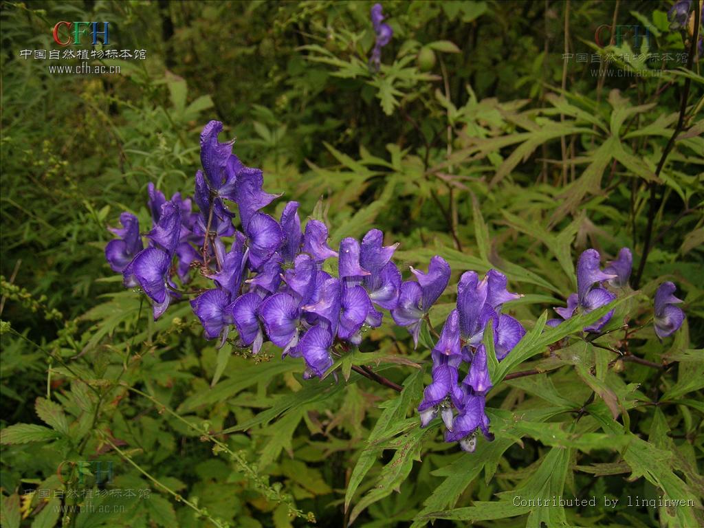 別稱:北烏頭(中藥志)草烏(東北,華北),藍靰鞡花,雞頭草,藍附子,五毒