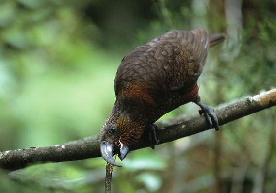 是典型的 a href="#" data-lemmaid="2021723">攀禽 /a>,鸟喙强劲有力