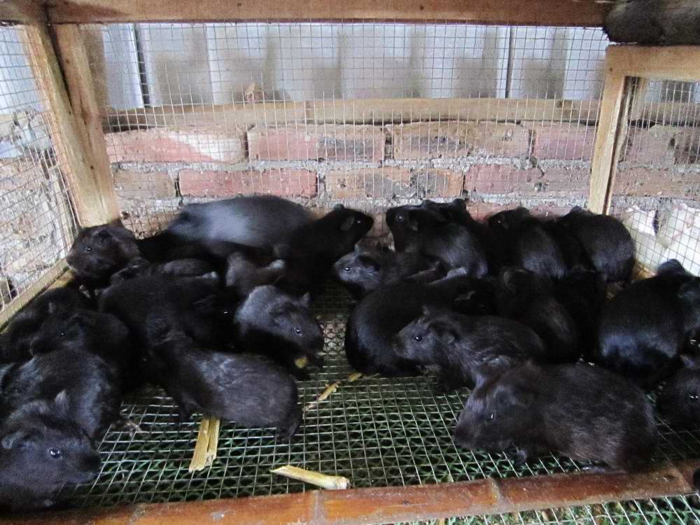 养殖黑豚利润怎样(养殖黑豚的销路在哪儿)