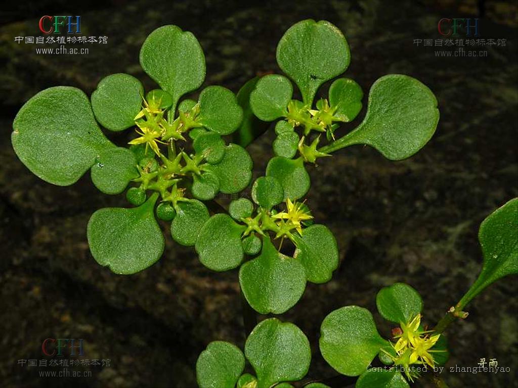  p>四芒景天(学名:sedum tetractinum)为景天科景天属的植物,是我国的