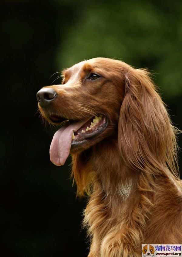 "#" data-lemmaid="2020548">英国可卡犬 /a>(英文名 :english cocker