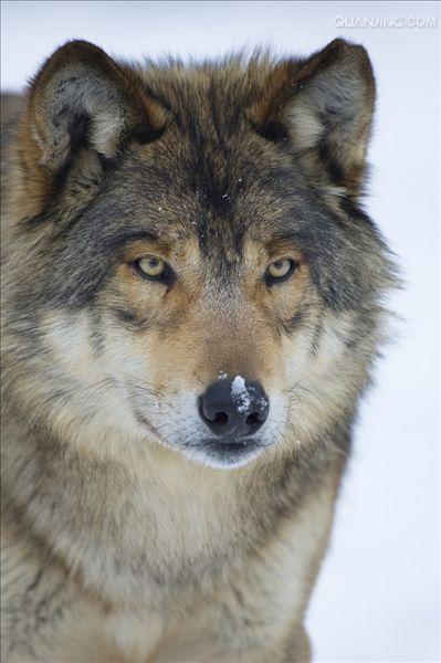 eastern canadian red wolf