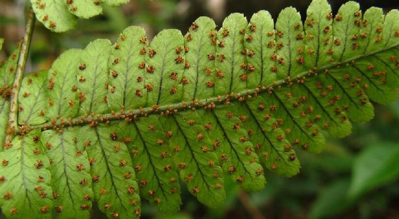  p data-id="gn8428vlih">细裂鱼鳞蕨( i>dryopteris wusugongii /i>