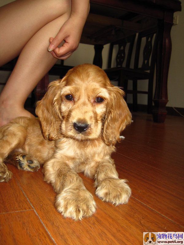 犬(american cocker spaniel),又称可卡獚,斗鸡獚,斗鸡犬,可卡长毛, a