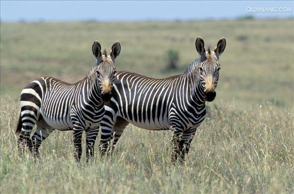 equus zebra