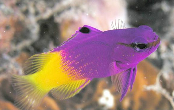 紫色拟雀鲷