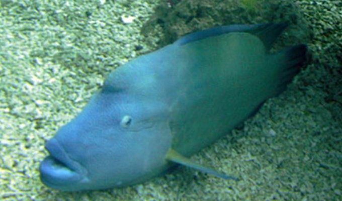  p>隆头鱼亚目( a href="#" data-lemmaid="8074290">学名 /a>:labroi