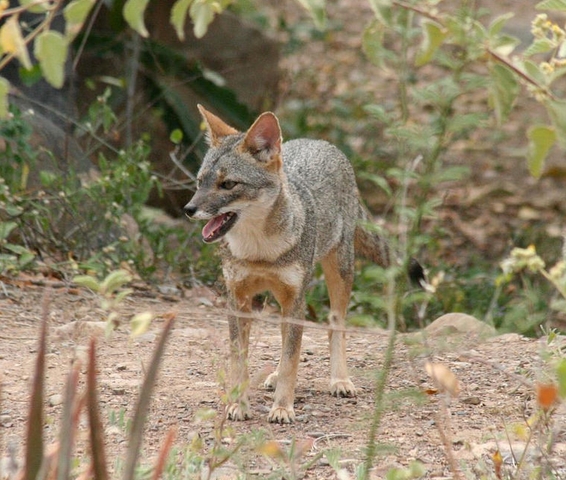 peruvian desert fox