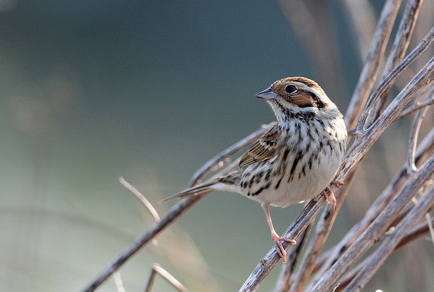  p>小鹀(学名: i>emberiza pusilla /i>),是鹀科鹀属的一种动物.