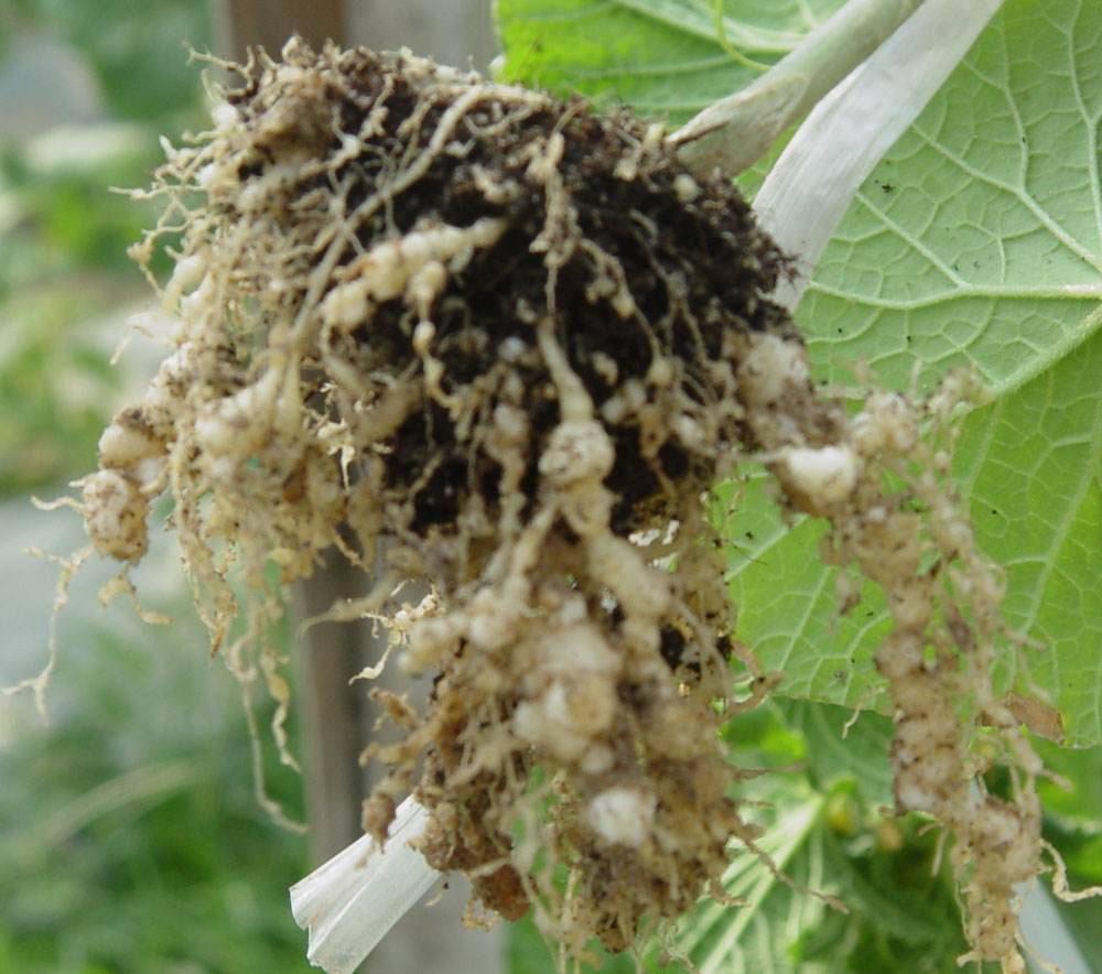  p>苦瓜根线虫危害苦瓜 a target="_blank" href=