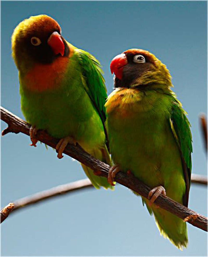  p>黑脸牡丹鹦鹉(学名: i>agapornis nigrigenis /i>):体长13-14厘米