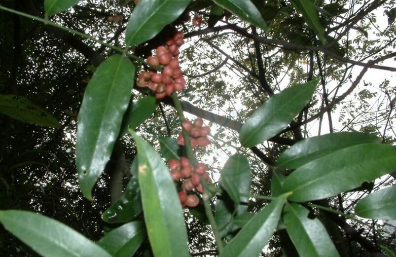  p>大叶臭花椒 驱风通,雷公木,刺椿木〔广西) zanthoxylum myriacan