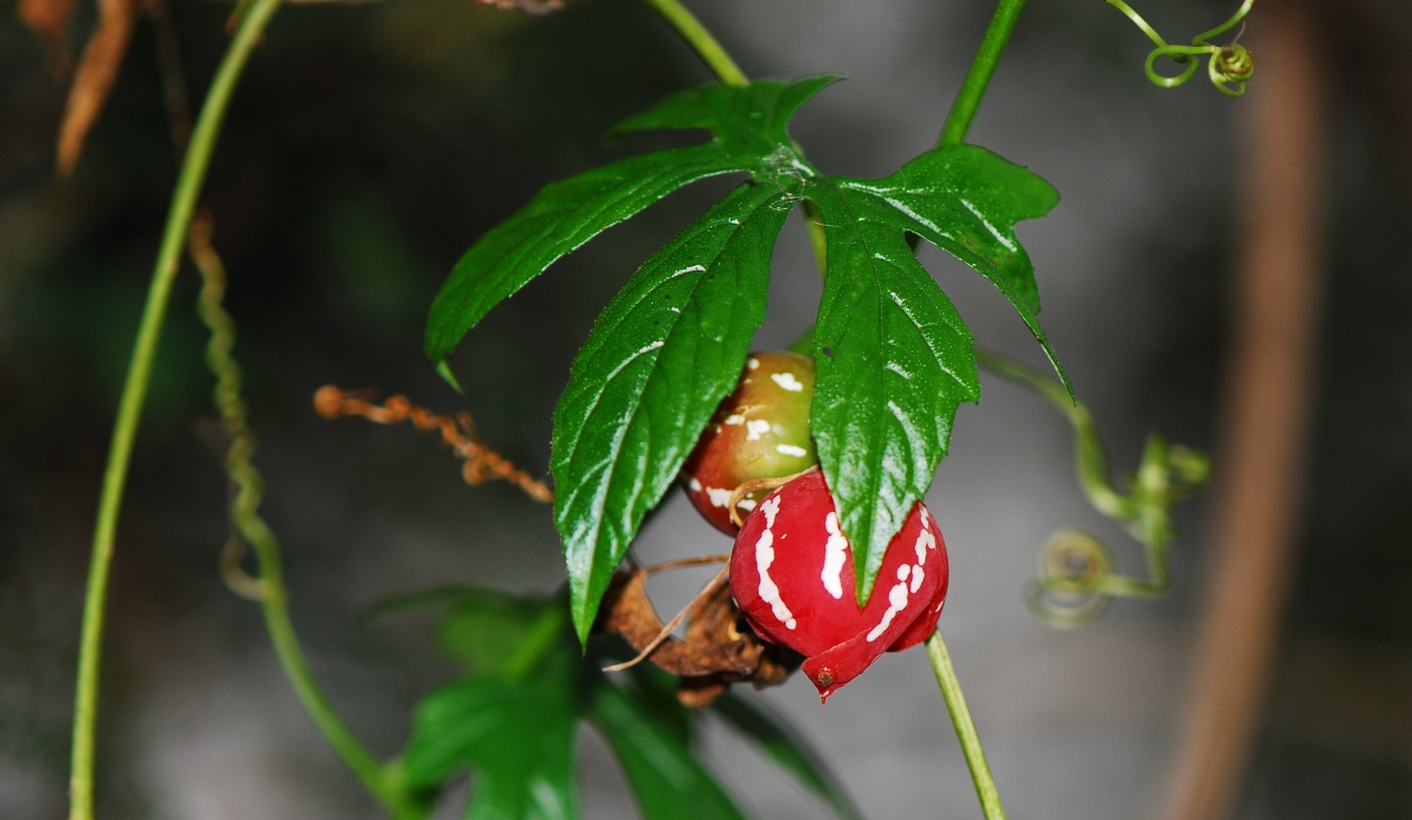 c. jeffery)是葫芦科毒瓜属植物,多年生草质藤本;根块状;卷须分2叉.