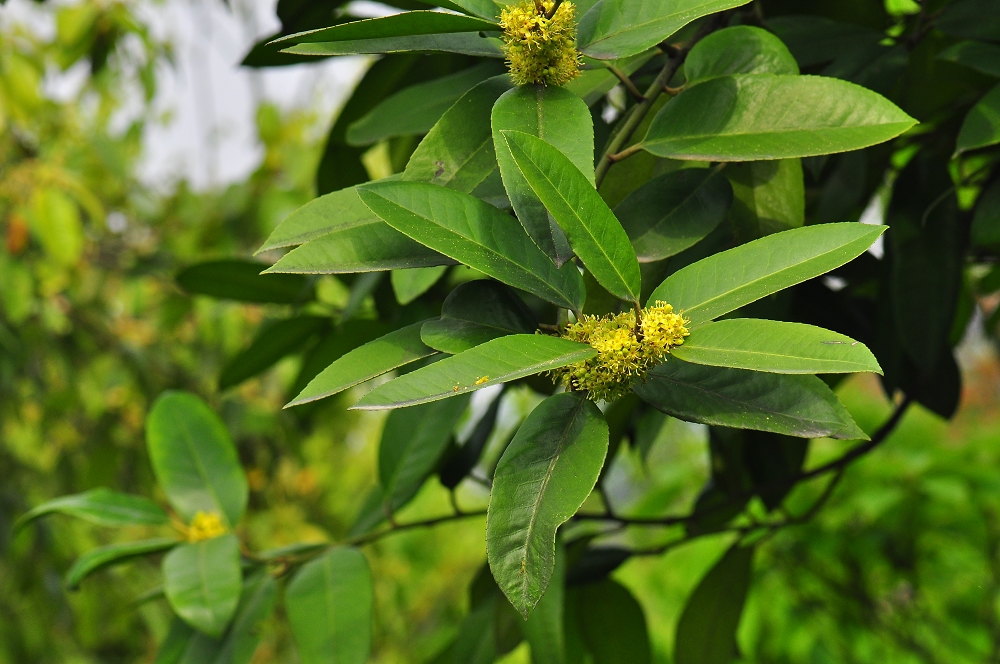  p>大叶冬青(学名:ilex latifolia thunb.