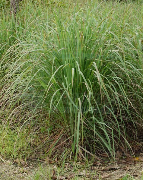  p>柠檬草(拉丁学名: i>cymbopogon citratus /i> (dc.