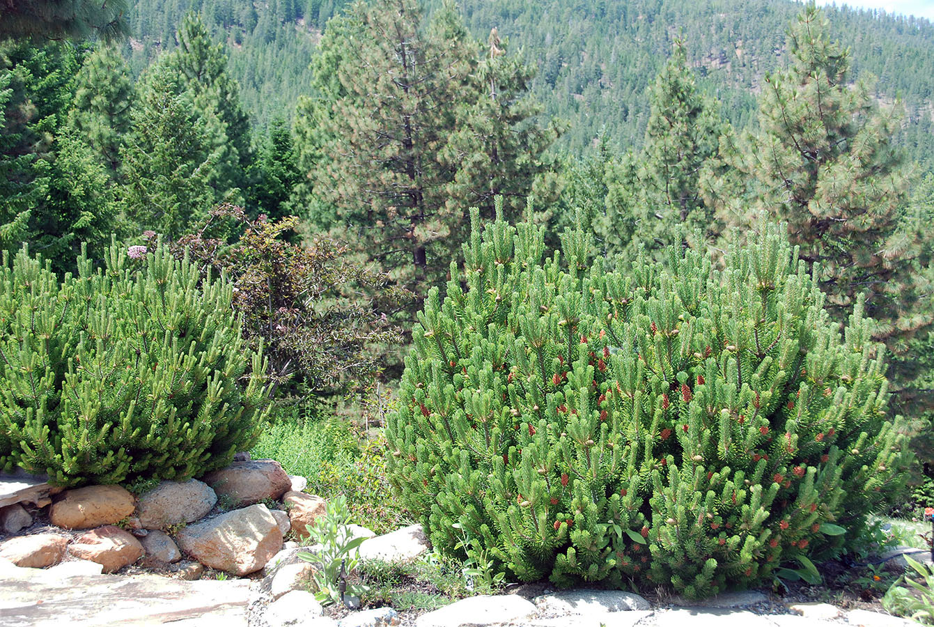 0muzueobi">矮赤松(学名: i>pinus mugo /i> turra)是松科,松属植物