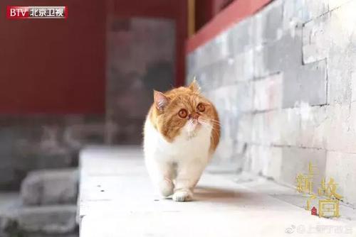 上新了故宫