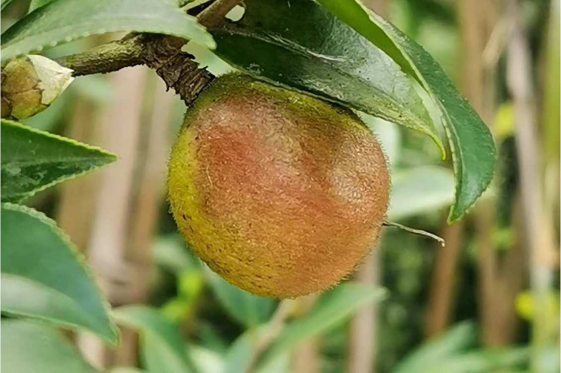 广宁油茶海南个体002