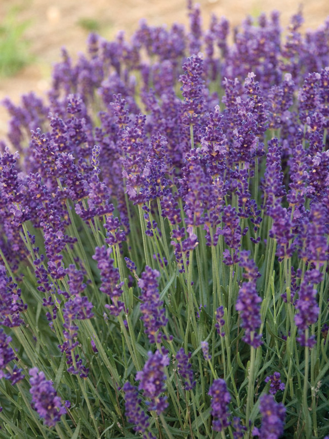  p>薰衣草(拉丁学名:lavandula angustifolia mill.