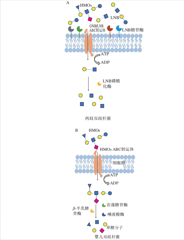 HMO_百度百科