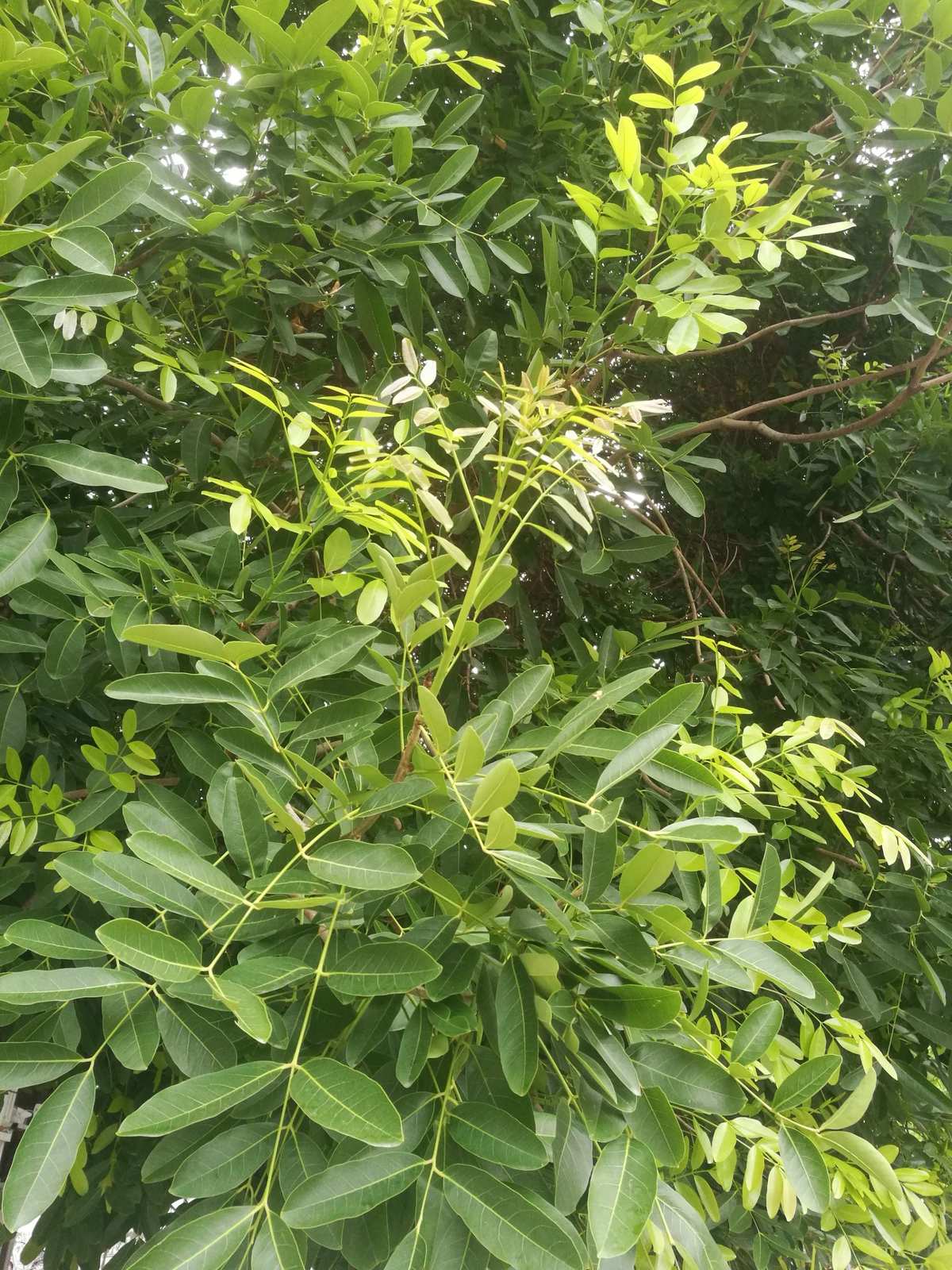 大叶桃花心木海南个体065