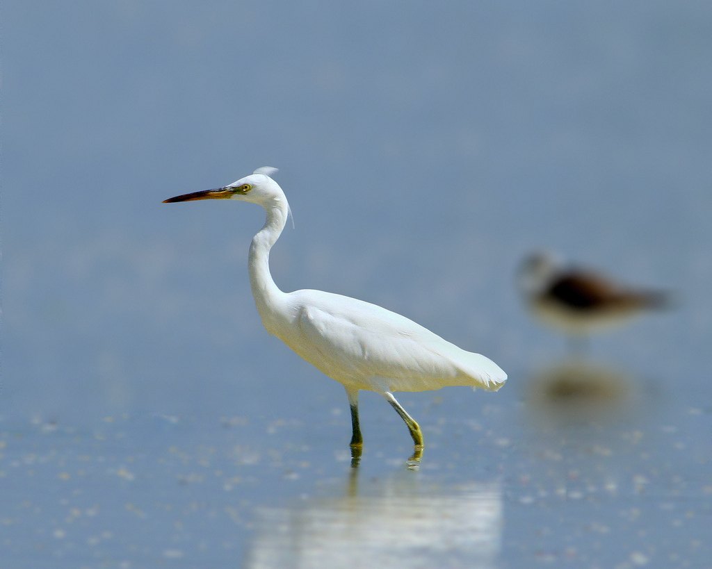  p>黄嘴白鹭(学名: i>egretta eulophotes /i>),也叫白老, a target="