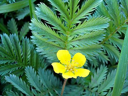 蕨麻（蔷薇科蕨麻属植物）_百度百科