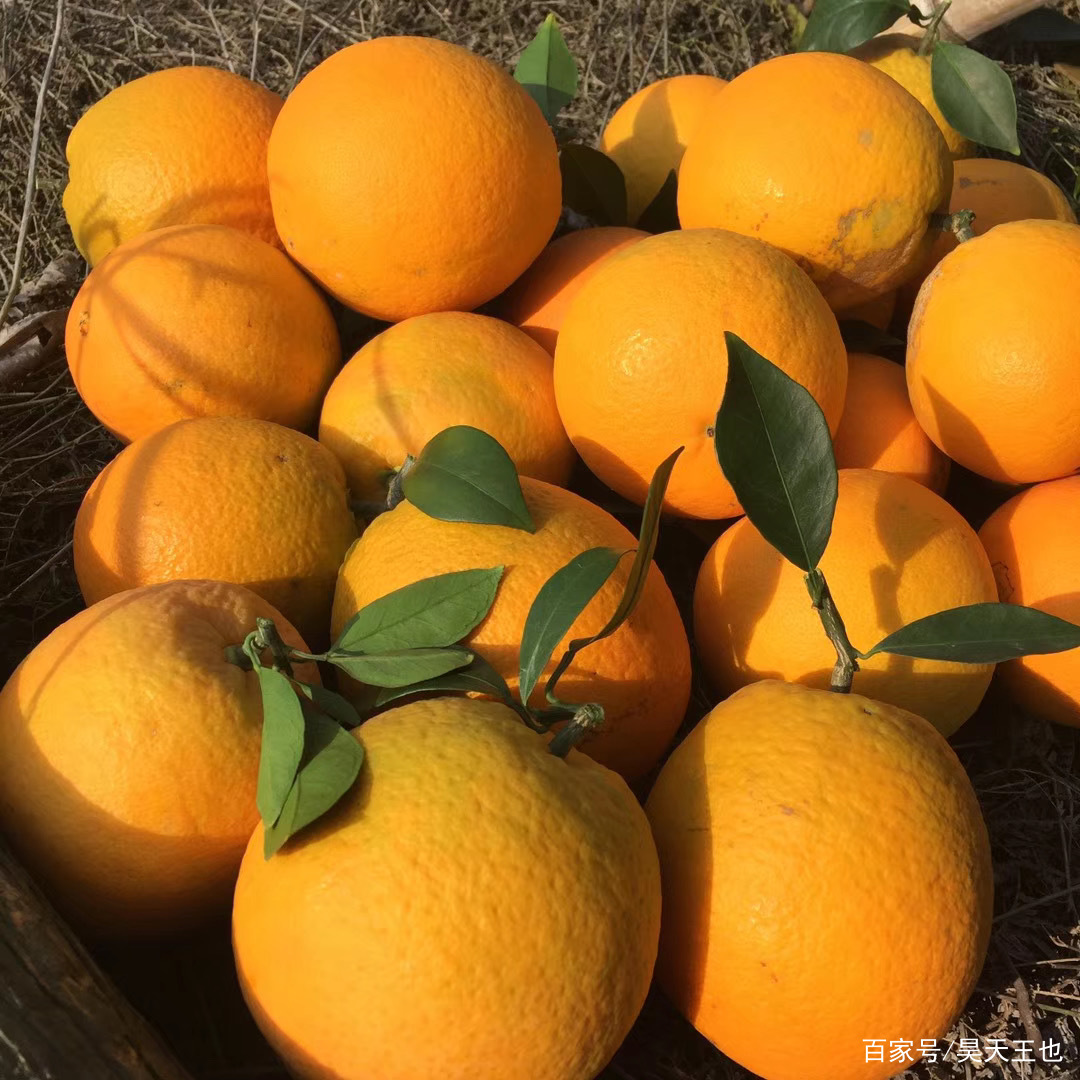 注意：脐橙也分公和母，不知如何正确挑果？果农：看这招就可以了_百科TA说