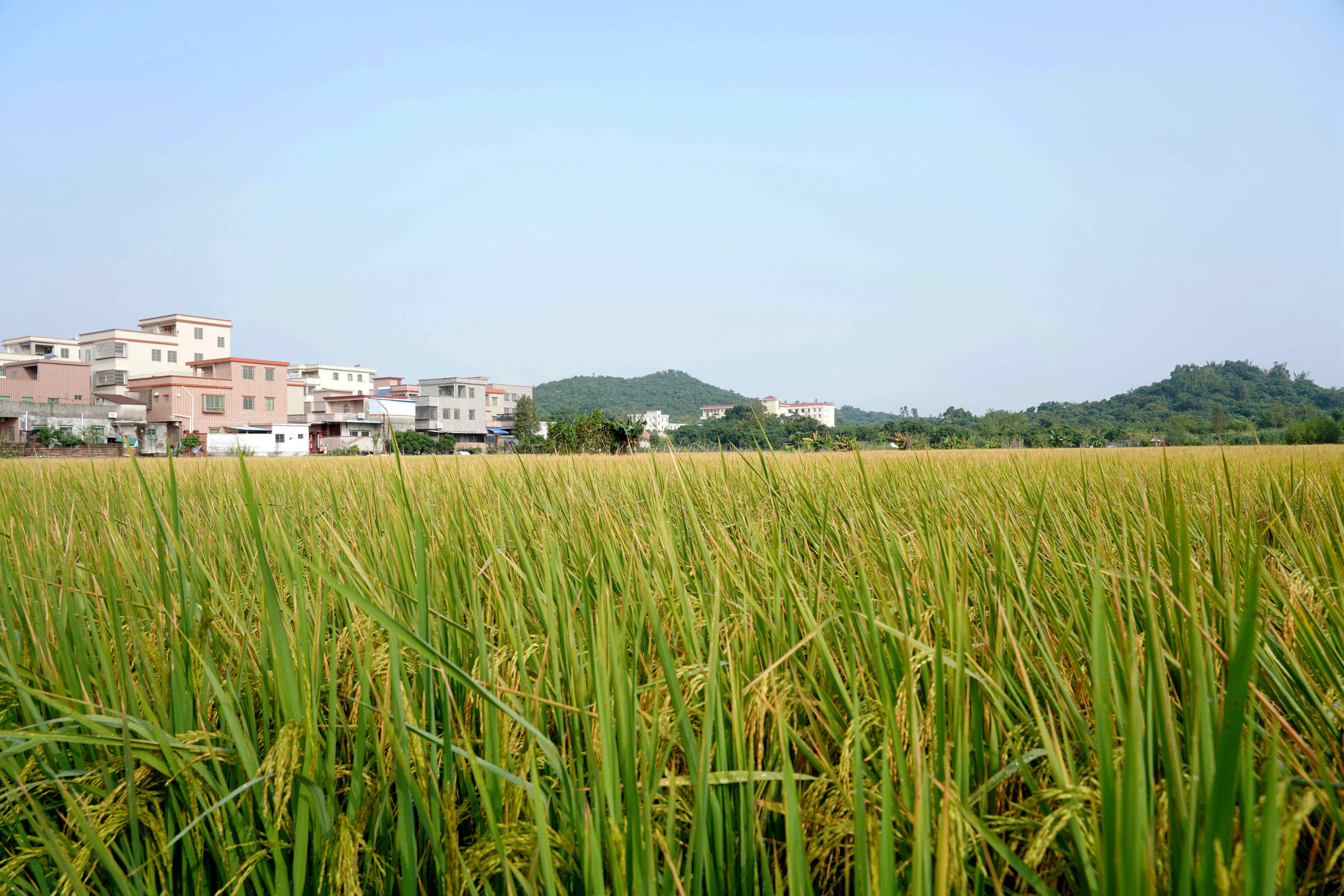 珠海市斗门区乾务镇马山村