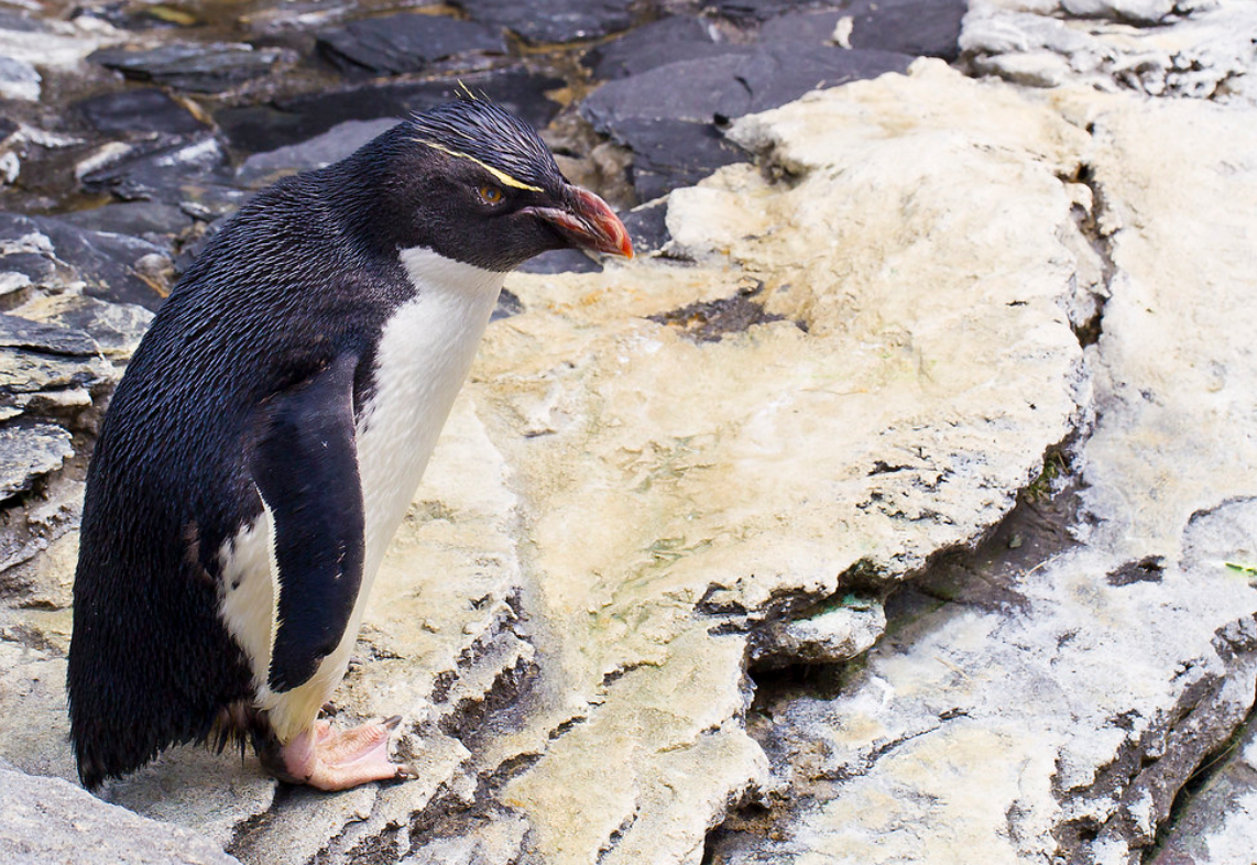 snares islands penguin