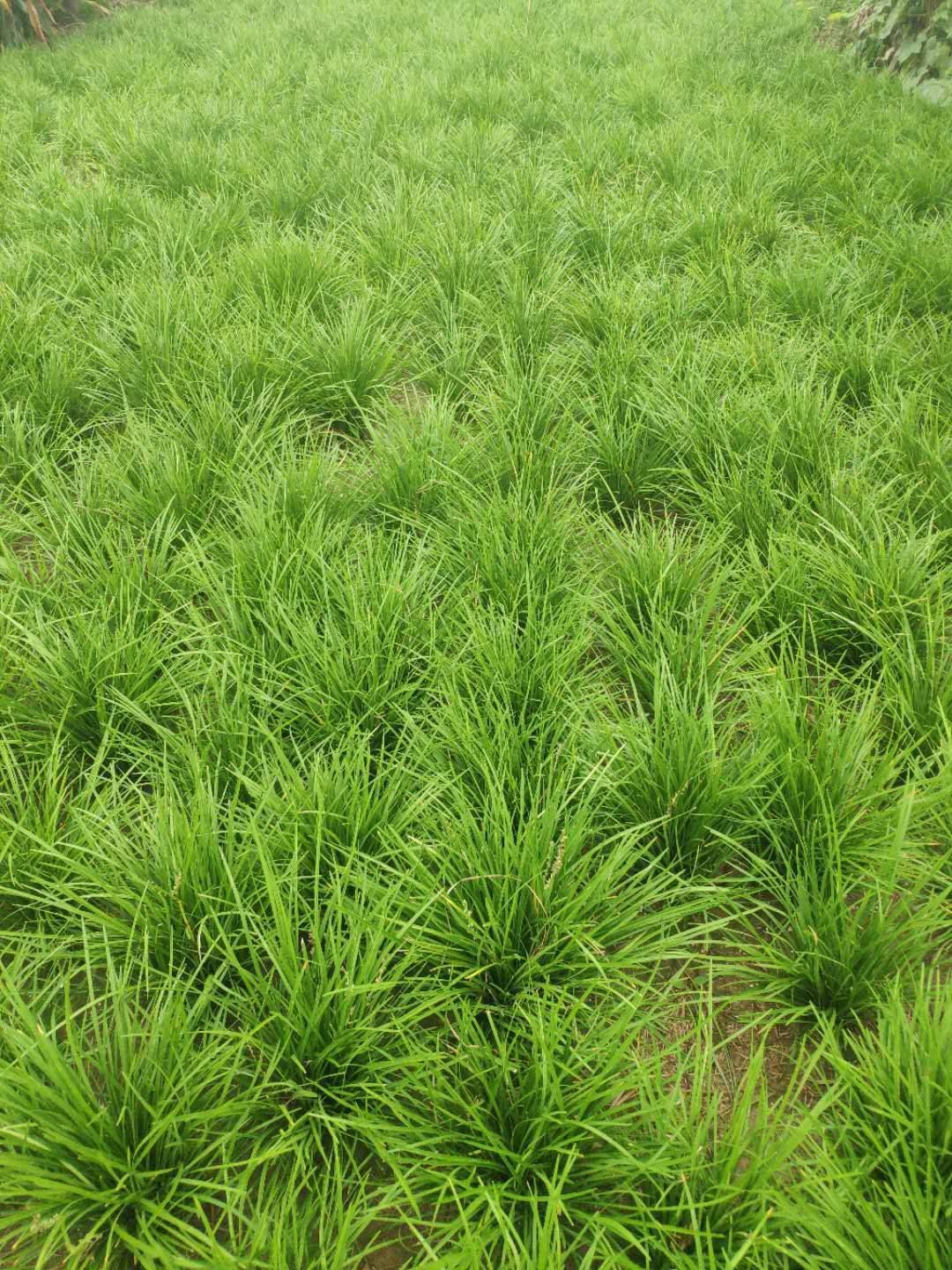  p data-id="txtsqwvjuetj">麦冬(拉丁学名: i>ophiopogon japonicus 