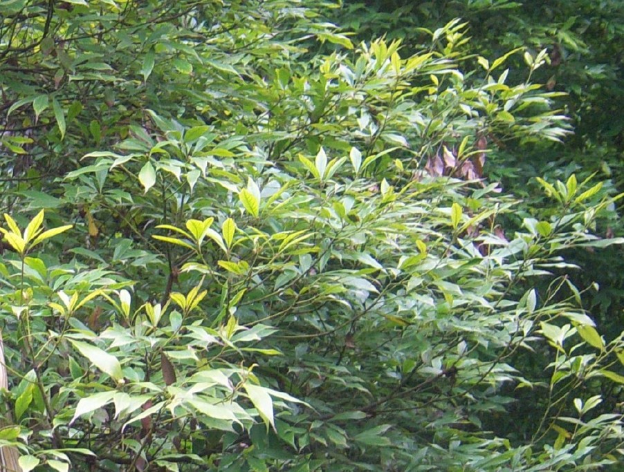 香楠