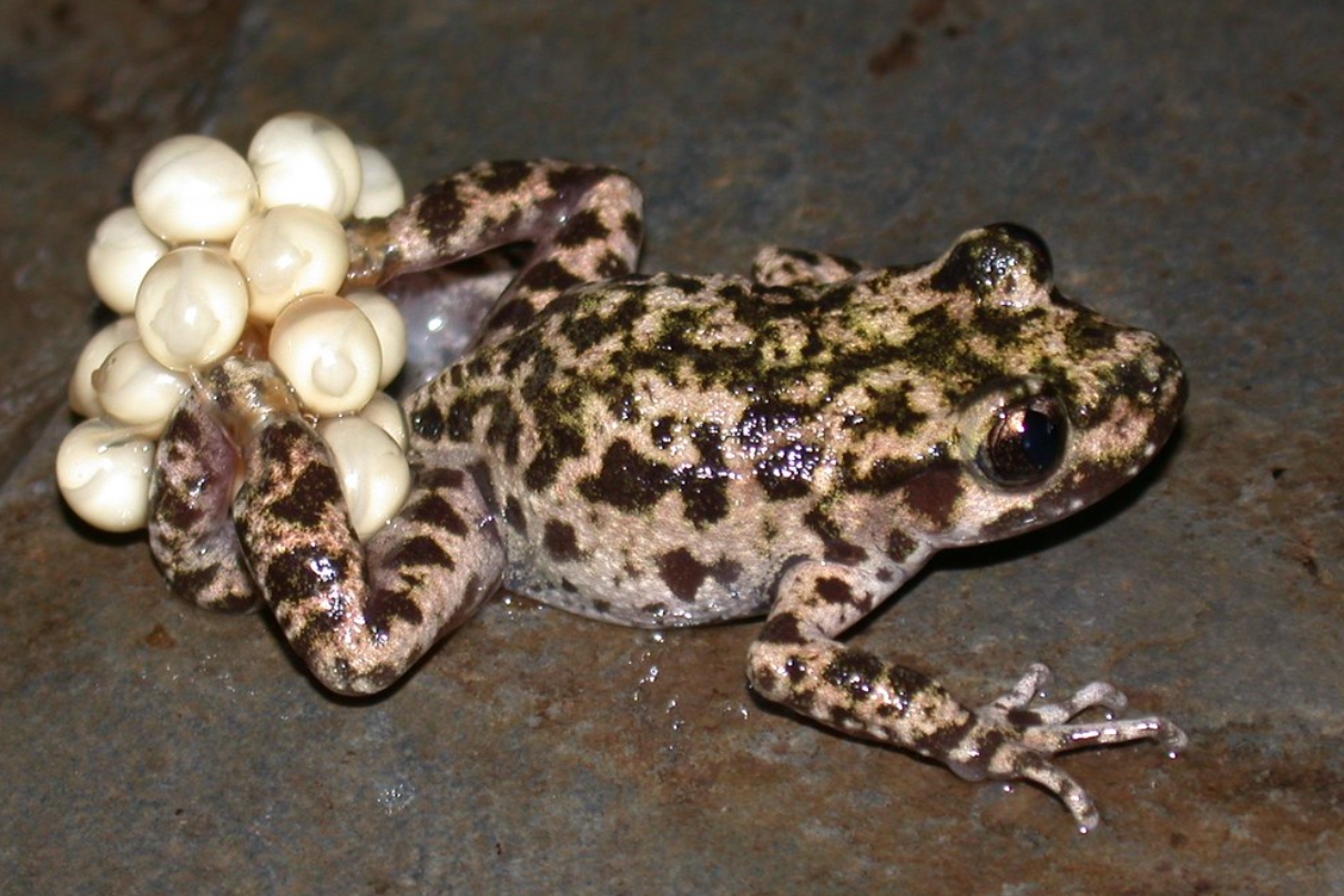 baleaphryne muletensis